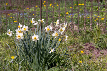 spring narcissus flower in dust and dirt after the last rain, beautiful spring flowers narcissus with sand on flower petalsの写真素材