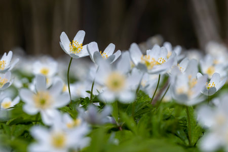 spring white flowers sprouting in the forest, sunny warm spring weather with the first white flowers growing in the forestの写真素材