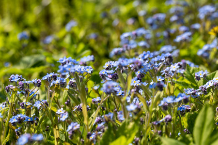 beautiful blue flowers in the spring season, growing in a clearing beautiful little blue flowers of unusual colorの写真素材