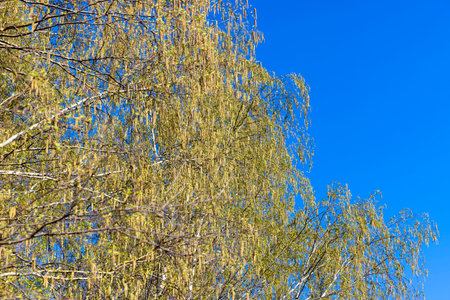 birch trees in the spring season with a lot of during blooming, spring nature with a birch tree