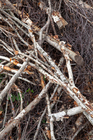 felled and dried branches and trunks of birch trees during logging in the autumn seasonの写真素材
