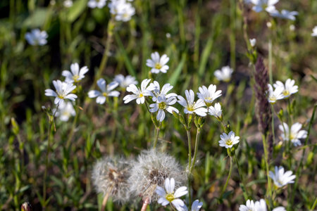 white beautiful flowers in green grass, spring white flowers growing in green grass in spring