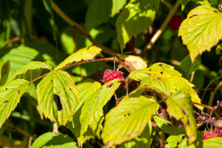 raspberry bush in the garden, raspberry bushes in the summer with green foliage