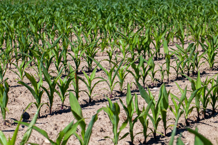 young green corn in mud and soil after rains, agricultural field with corn in soil and mud