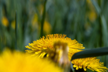 yellow dandelions bloom in a field with green grass in spring, spring flowers dandelions on the...