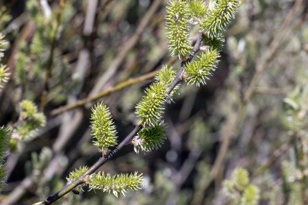 deciduous trees in the spring season with green foliage, beautiful nature with trees with green...