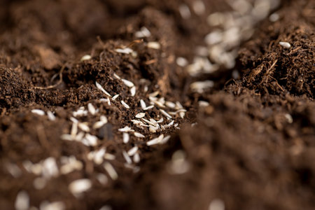 planting lettuce seeds in fertile soil, a plot of land mixed with peat in which green lettuce seeds are plantedの写真素材
