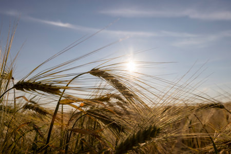 not ripe rye ears with long tendrils in the field in the summer during sunset, production of agricultural rye plants in eastern Europe during sunsetの写真素材