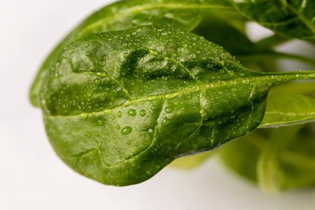 wet spinach for cooking meat and other dishes, a piece of wet green spices fresh and fragrant for cooking, close upの写真素材