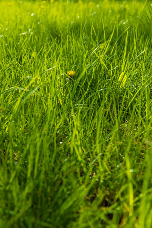 green soft grass in spring close-up, growing in a field of green grass in sunny spring weather