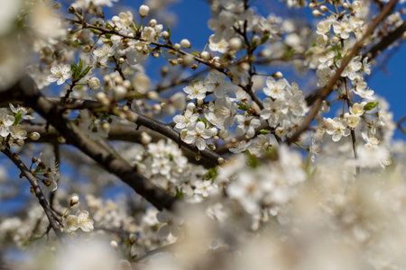 cherry blossoms in the orchard in spring, beautiful white flowers on the fruit cherry during...