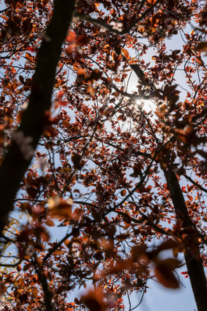 blooming cherry tree with red foliage in the spring season, spring garden with faded red cherry in...
