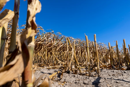 golden ripe corn in sunny weather in the field, ripe dry corn during harvestの写真素材