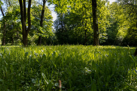 deciduous trees with green foliage in spring, green foliage of trees in the park in sunny weather in springの写真素材