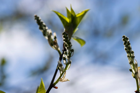 the branches of the bird cherry tree in the spring season, the branches of the bird cherry with the first foliage in sunny weatherの写真素材