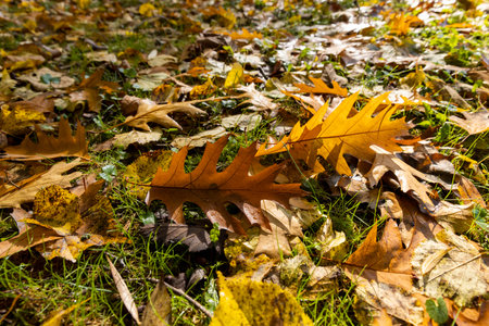 multicolored oak foliage during leaf fall, colored oak tree foliage in the autumn season