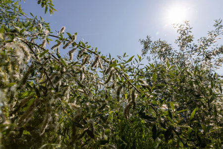 light white fluff from willow in spring, willow during flowering with a lot of white fluff with black seedsの写真素材