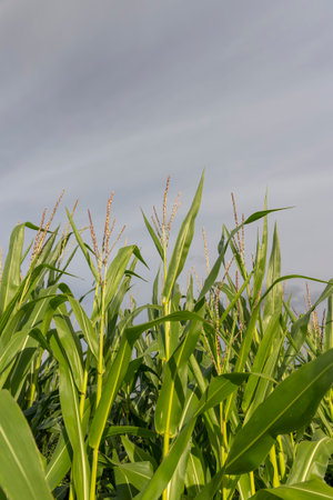 green corn field in the summer season, harvest corn for sale and incomeの写真素材