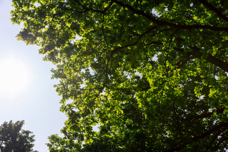 an oak tree with green foliage in the spring season, green foliage on an oak tree on a sunny dayの写真素材