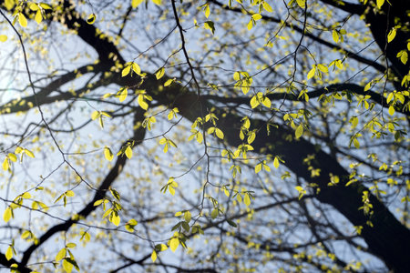 beautiful maple tree flowers during flowering in the middle of springの写真素材