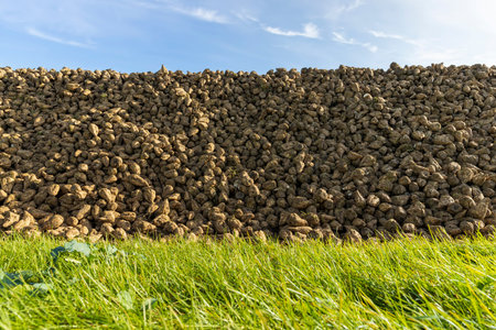 a pile of sugar beets harvest during harvest, sugar light beets piled in a pile in the fieldの写真素材