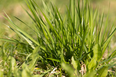 green grass in the spring season in the park, weeds green grass in sunny weather