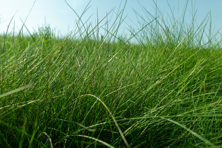 fresh green grass in the field on a sunny day, green grass illuminated by sunlightの写真素材
