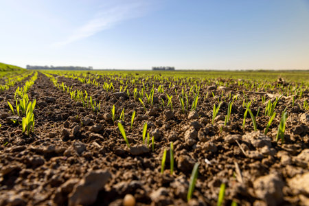 agricultural field in the spring season, green young wheat sprouts on the agricultural field