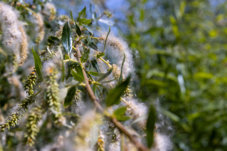 flying in the sky white fluff from willow in spring, flowering willow with lots of white fluff with seedsの写真素材