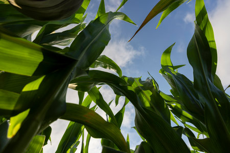 corn field in the summer, a field with green tall corn and corn cobsの写真素材