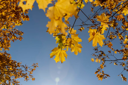 the yellow foliage of maple that has fallen to the ground and grass, foliage is illuminated by...