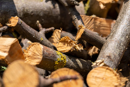 wood logs for kindling bonfires, dried cherry wood for cooking on the fire, close up
