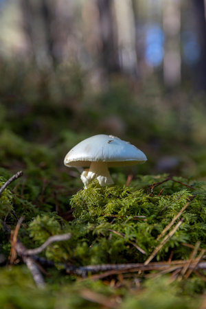 the pale toadstool in the forest, a white mushroom in the autumn season in sunny weather, close up,...