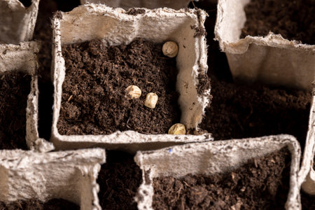 disposable paper pots made of peat with chernozem and pea seeds, planting dried pea grains in fertile soil in paper biodegradable pots closeupの写真素材