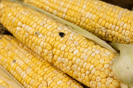 grains covered with mold on a corn cob due to improper storage, spoiled sweet corn cobs with ripe...