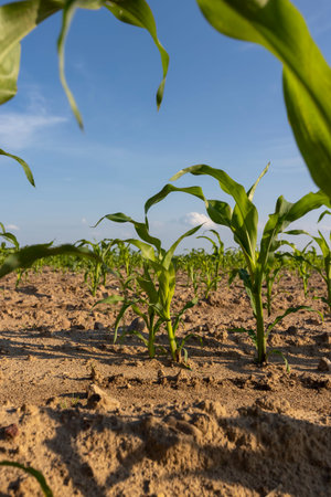 crop of sweet corn on fertile soil in the field , subsistence farming, a field with green corn...
