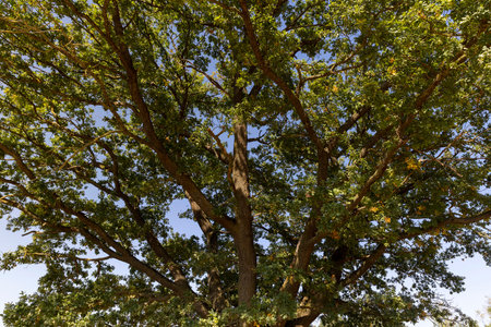 a huge old oak with green foliage in a field in autumn sunny weather, a tall oak with large branches...