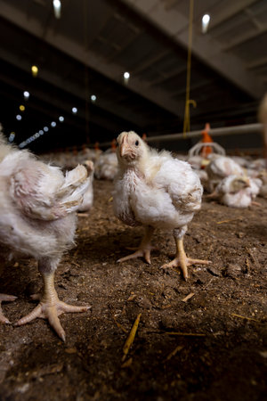 A chicken during the change of yellow fluff to feathers, a poultry farm where chicken chickens are raised to produce meat products, side viewの写真素材