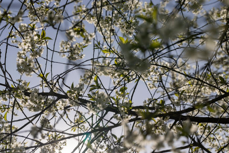 a cherry tree blooming with white flowers in an orchard in the spring of the year, small white cherry blossoms in the spring of the year in warm weatherの写真素材