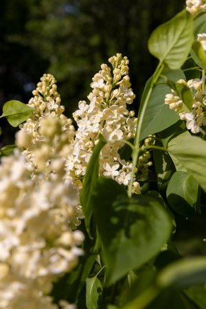 lilac bushes, a spring park with blooming yellow lilac flowers in the spring season closeup, illuminated by sunlightの写真素材