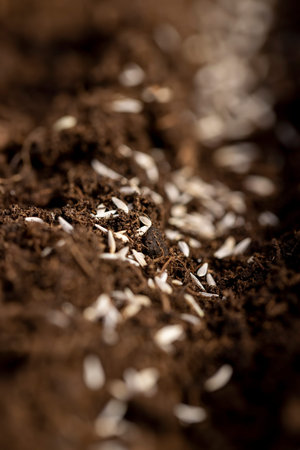 planting lettuce seeds in soil with peat, a plot of land mixed with peat in which green lettuce...