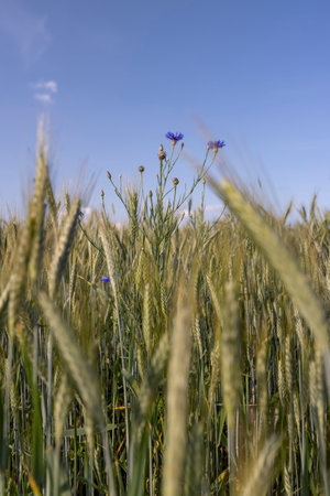 hybrid green cereals resistant to cold, a field with unripe ears of cereal plants in eastern Europe, a field against a blue skyの写真素材