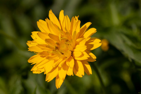 beautiful flowers in spring, yellow flowers in sunny weather during flowering, closeupの写真素材