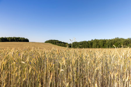 a field with wheat and blue cornflowers, a wheat field in which cornflowers grow in summer in sunny weatherの写真素材