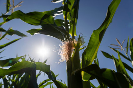 a large field with a good harvest of corn, closeup