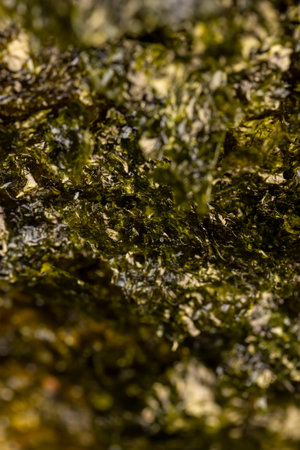 natural green algae that are used to prepare Japanese dishes close upの写真素材