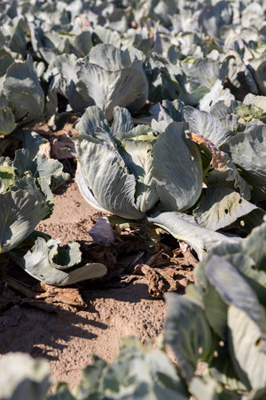 a ripening cabbage crop, part of which was damaged by insect caterpillars, close upの写真素材