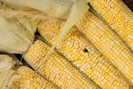 yellow grains covered with mold on a corn cob due to improper storage, spoiled sweet corn cobs with ripe yellow grainsの写真素材