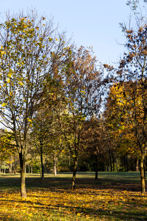 foliage of maples and other deciduous trees in the autumn season in the park, sunny day in the park during the autumn leaf fallの写真素材