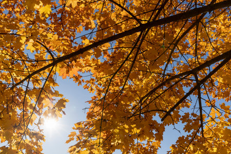 maples during leaf fall, beautiful colorful foliage of maples in the autumn season in sunny weather in the morning, view from belowの写真素材